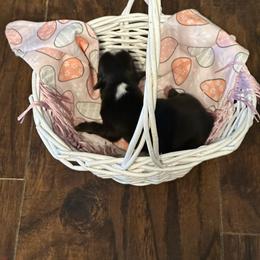 Boy 2 - Black tri male Miniature Australian Shepherd puppy in Doddridge, Arkansas from Huddleston Farm