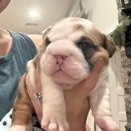 Video: Cinnamon - Red and white female Bulldog puppy in Geraldine, Alabama from Rathbone Bulldogs