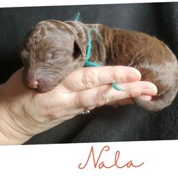 Nala - Chocolate female Labradoodle puppy in Siloam Springs, Arkansas from Siloam Doodles