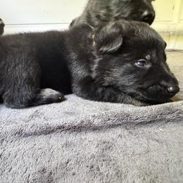 Aster - Bi-color male German Shepherd puppy in Salem, Virginia from Vom Kylohaus German Shepherds