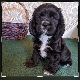 "male " Cocker Spaniel Puppies from Della Luna Cocker Spaniels Puppies