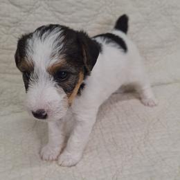 Becca - White black and tan female Wire Fox Terrier puppy in Lancaster, Missouri from Missouri Meadows Farm
