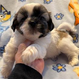 Mr. Cinnamon Mustache-AKC Champion Bloodline - Gold and white male Shih Tzu puppy in Long Beach, California from Prieto Shih-Tzu's