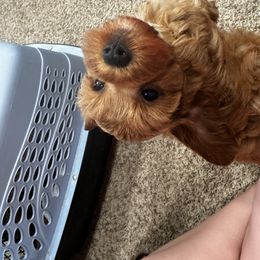Aussiedoodle, Cavapoo, and Poodle Puppies from Perkins Pups