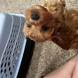 Aussiedoodle, Cavapoo, and Poodle Puppies from Perkins Pups