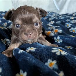 Magel - Chocolate male Chihuahua puppy in Amity, Pennsylvania from Baxters Chihuahuas