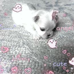 Maltese and Yorkshire Terrier Puppies from tatortot pup