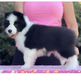 Finn - Black male Border Collie puppy in Dunn, North Carolina from Coylety Kennel