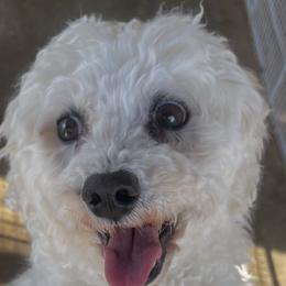 Ginger - White female Bichon Frise puppy in Cave City, Kentucky from Loretta's Pups