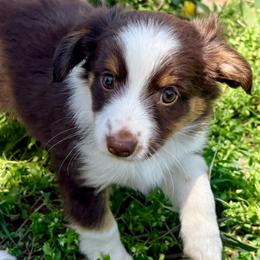 Otter (ASDR and AKC) - Red tri-color male Miniature American Shepherd puppy in Stockton, Missouri from Kizmit Farmz