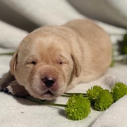 Wade - Yellow male Labrador Retriever puppy in Sweet Home, Oregon from Knotty Creek Labradors