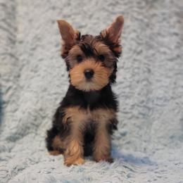 Red collar boy - Black and tan male Yorkshire Terrier puppy in Jacksonville, Florida from Yorkieology