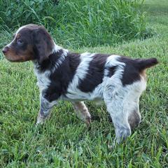 French Brittany Puppies from Dakota Point Kennel