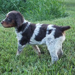 French Brittany Puppies from Dakota Point Kennel