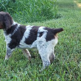 French Brittany Puppies from Dakota Point Kennel