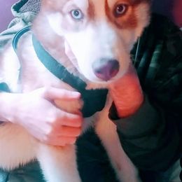 Siberian Husky Puppies from Crazy Cookies Huskies