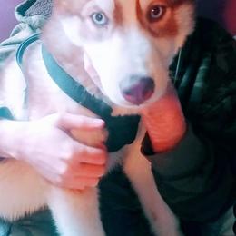 Siberian Husky Puppies from Crazy Cookies Huskies