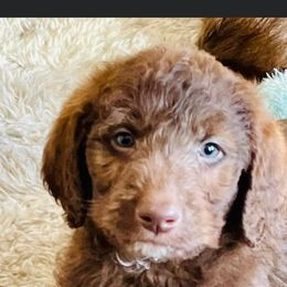 Labradoodle and Poodle Puppies from Top Knot Companions Poodles and Labradoodles