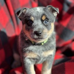 Female masked - Blue speckled female Australian Cattle Dog puppy in Kalispell, Montana from BTR Australian Cattle Dogs