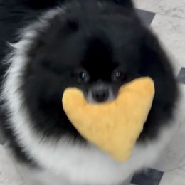 Gemma - Pomeranian