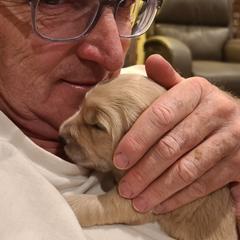 Goldendoodle Puppies from Pearl's Puppies LLC