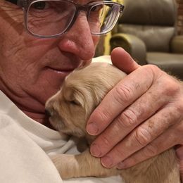 Goldendoodle Puppies from Pearl's Puppies LLC
