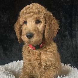Boy 2 - Sneezy - Red  male Poodle puppy in Bowling Green, Kentucky from Ritzy Red Poodles