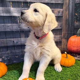 Girl 1 (Leica) (pink collar) - Golden female Golden Retriever puppy in Hubbard, Ohio from Whickering Pines Golden Retrievers