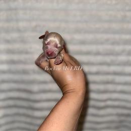 LilyPad - Cream female Dachshund puppy in Ceres, California from Rockin' M’s LilBitty Dachshunds (LBD)