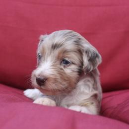 Aussiedoodle Puppies from DuWoof