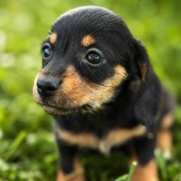 Penny - Black and tan female Dachshund puppy in Greenup, Kentucky from Tygart Creek Dachshunds