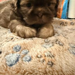 Shih Tzu Puppies from Wood Foo Breeders