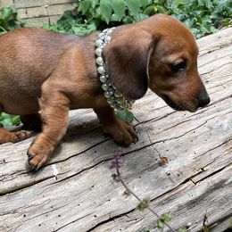 Dachshund Puppies from Cromwell Cogsworth Dachshunds of South West Michigan