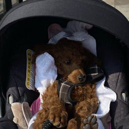 Goldendoodles from Lola’s Lovely Litter