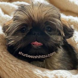 Midas - Shih Tzu