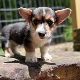 Boy 2 - blue collar - Oreo - Black and tan male Pembroke Welsh Corgi puppy in Maryville, Tennessee from R & T Farms