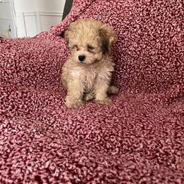 Shihpoo and Shih Tzu Puppies from Oodles of Poodles & Doodles