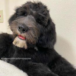 BOB - Black and white male Sheepadoodle puppy in Charlo, Montana from Heavenly Hilltop Farm