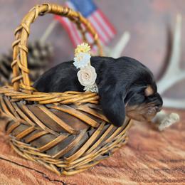 Yellow Collar - Black and tan female Black and Tan Coonhound puppy in Ephraim, Utah from Wanderlust Coonhounds