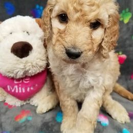 Bernedoodle, Goldendoodle, and Poodle Puppies from Granton Creek