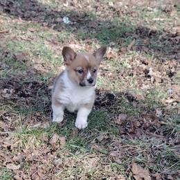 Triple Clear, OFA parents, CKC - Sable female American Corgi puppy in Harpursville, New York from Rex Farm Corgis