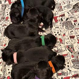 Black Boy - Black male Labrador Retriever puppy in Colorado from Albrecht Farms Labrador Retrievers