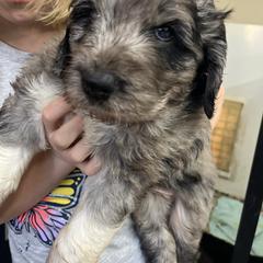 Chelsie - Gray female Pyredoodle puppy in Prescott, Washington from Washington Pyredoodles