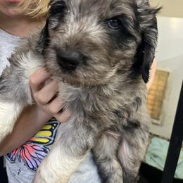 Chelsie - Gray female Pyredoodle puppy in Prescott, Washington from Washington Pyredoodles