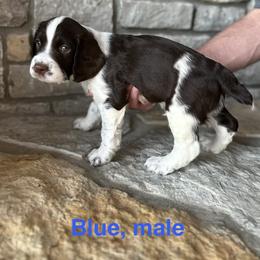 Blue - Liver and white male English Springer Spaniel puppy in Cincinnati, Ohio from Torco Play Acres
