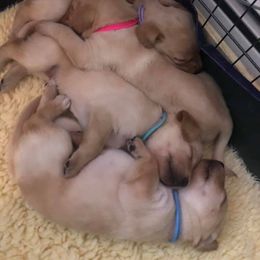 Labrador Retriever Puppies from Wanderlust Kennels