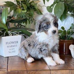 Bernedoodle and Bernese Mountain Dog Puppies from Wild Mountainside Bernedoodles
