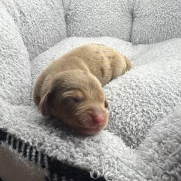 AKC Chip - Dapple male Dachshund puppy in Laveen, Arizona from Acosta Kennel