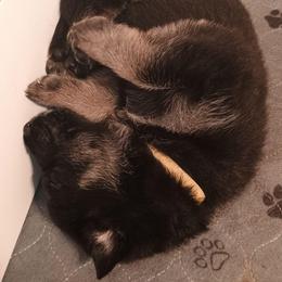 Yellow - Black and tan male German Shepherd puppy in Dawsonville, Georgia from Vom Aussenseiter