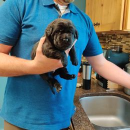 Labrador Retriever Puppies from Bear Bones Labradors